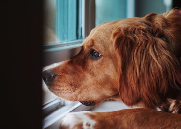 ansiedad en perros por separación y cambios de rutina