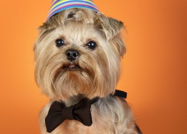 Día del Yorkshire Terrier celebración de la raza