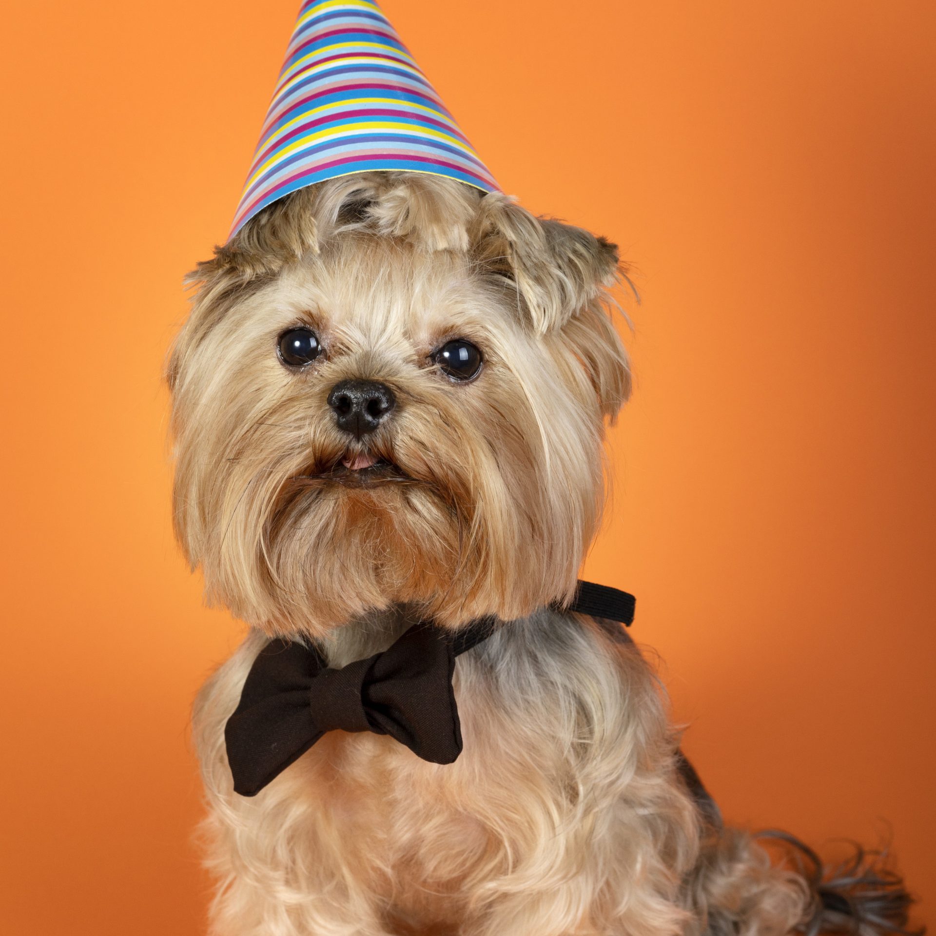 Día del Yorkshire Terrier celebración de la raza