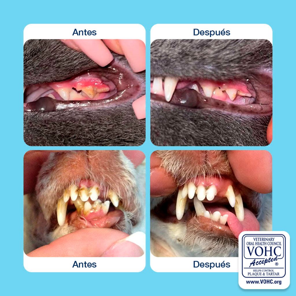 antes y después plaqueoff reducción de placa y sarro en perros y gatos