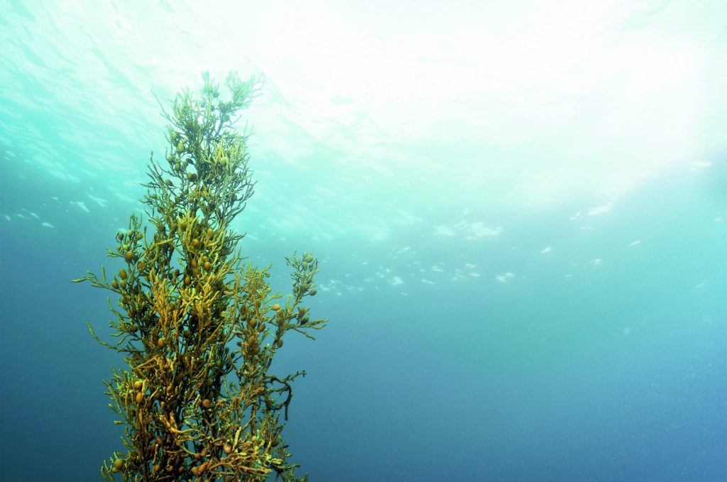 alga an proden ascophyllum nodosum plaqueoff vohc