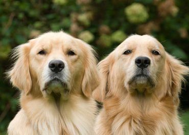Día del Golden Retriever celebración de esta raza