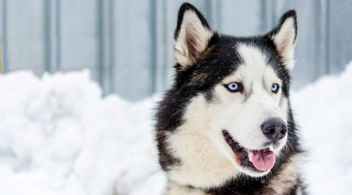 Día del Husky Siberiano: origen, personalidad y salud articular