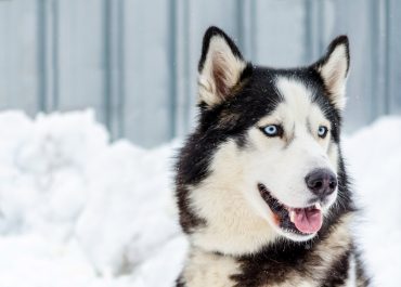 Día del Husky Siberiano: origen, personalidad y salud articular