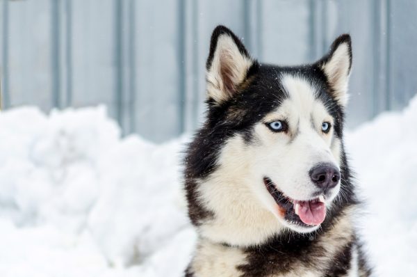 Día del Husky Siberiano: origen, personalidad y salud articular