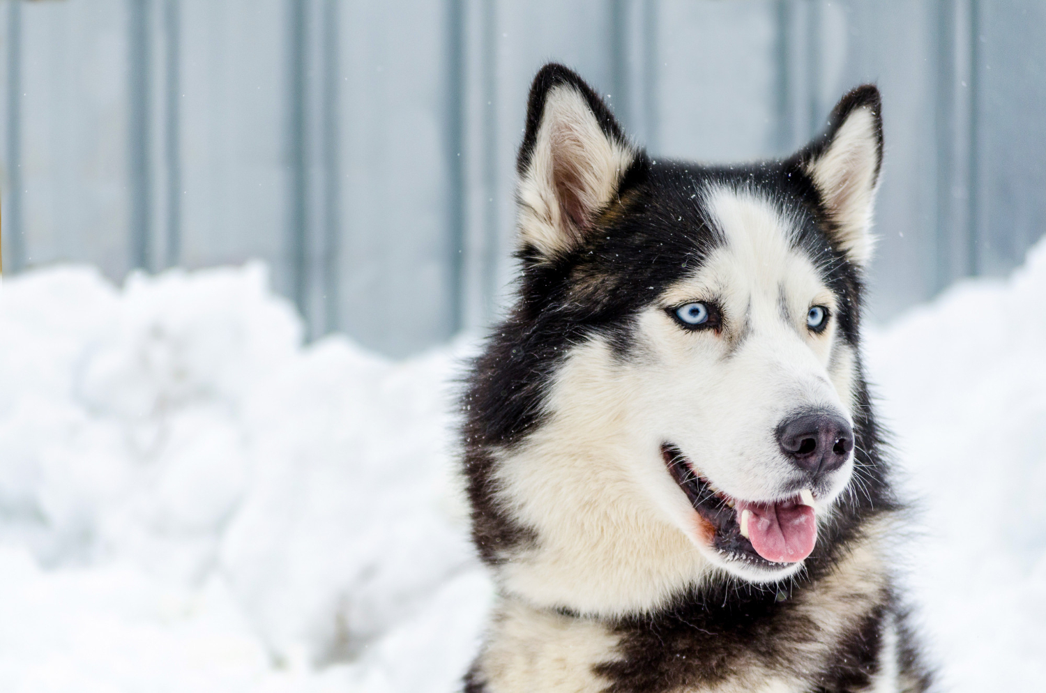 Día del Husky Siberiano: origen, personalidad y salud articular